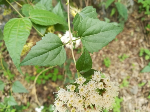 Ageratina havanensis (Shrubby boneset) (alternate view 7)