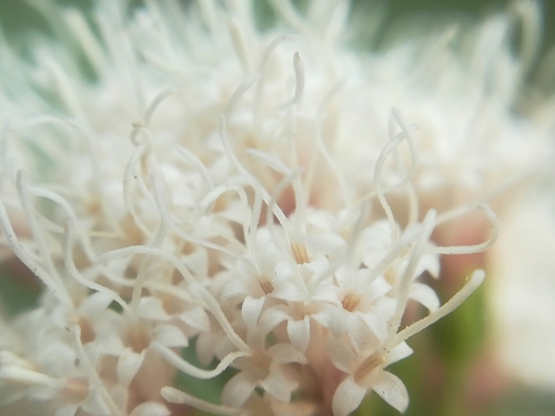 Ageratina havanensis (Shrubby boneset) (alternate view 8)