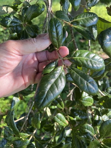 Quercus geminata (sand live oak) (alternate view 5)
