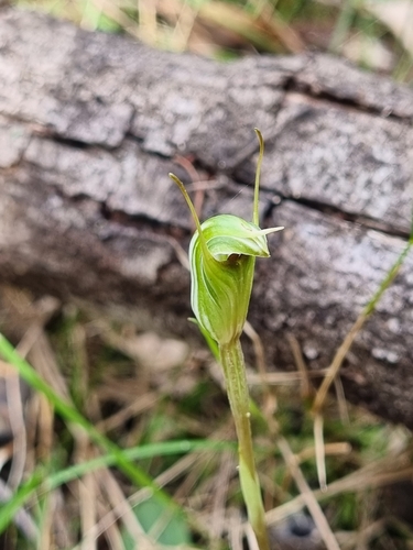 Pterostylis concinna (Trim Greenhood)