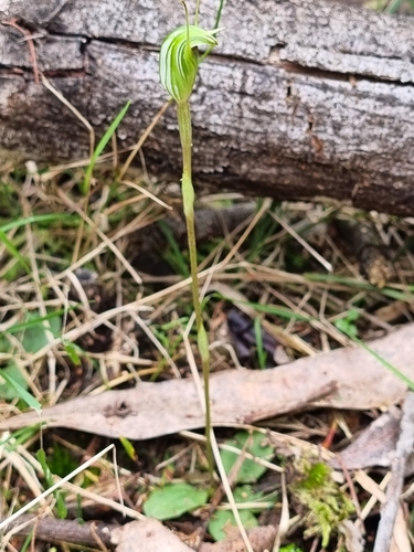 Pterostylis concinna (Trim Greenhood) (alternate view 2)