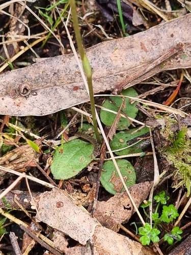 Pterostylis concinna (Trim Greenhood) (alternate view 3)