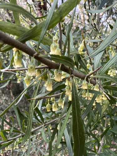 Melicytus dentatus (tree violet) (alternate view 2)