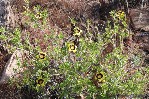 Turnera (alternate view 2)