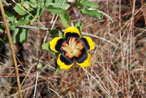 Turnera