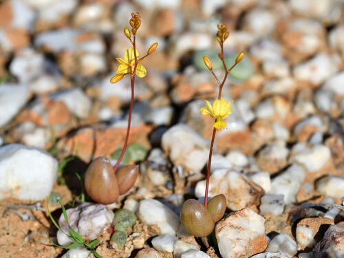 Bulbine (Kopievas) (alternate view 4)