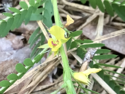 Chamaecrista nictitans (sensitive pea) (alternate view 6)