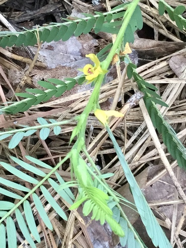 Chamaecrista nictitans (sensitive pea) (alternate view 8)
