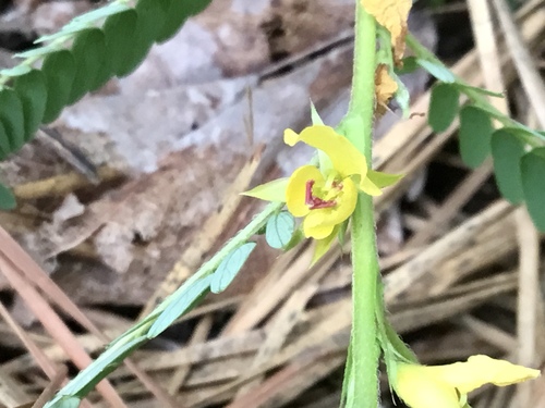 Chamaecrista nictitans (sensitive pea) (alternate view 7)