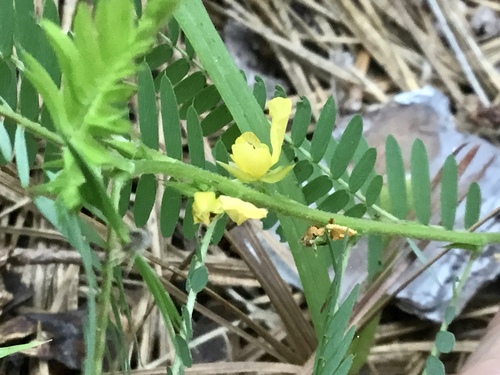 Chamaecrista nictitans (sensitive pea) (alternate view 9)