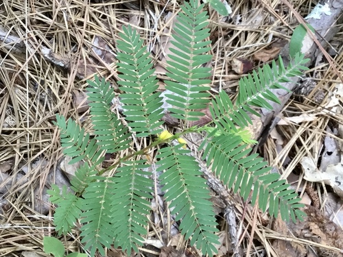Chamaecrista nictitans (sensitive pea) (alternate view 10)