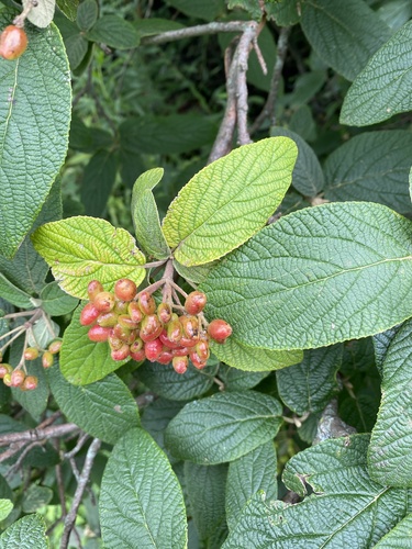 Viburnum × rhytidophylloides (lantanaphyllum viburnum) (alternate view 3)