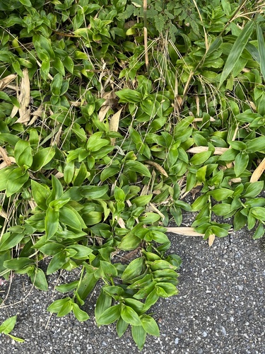 Tradescantia fluminensis (small-leaf spiderwort) (alternate view 6)