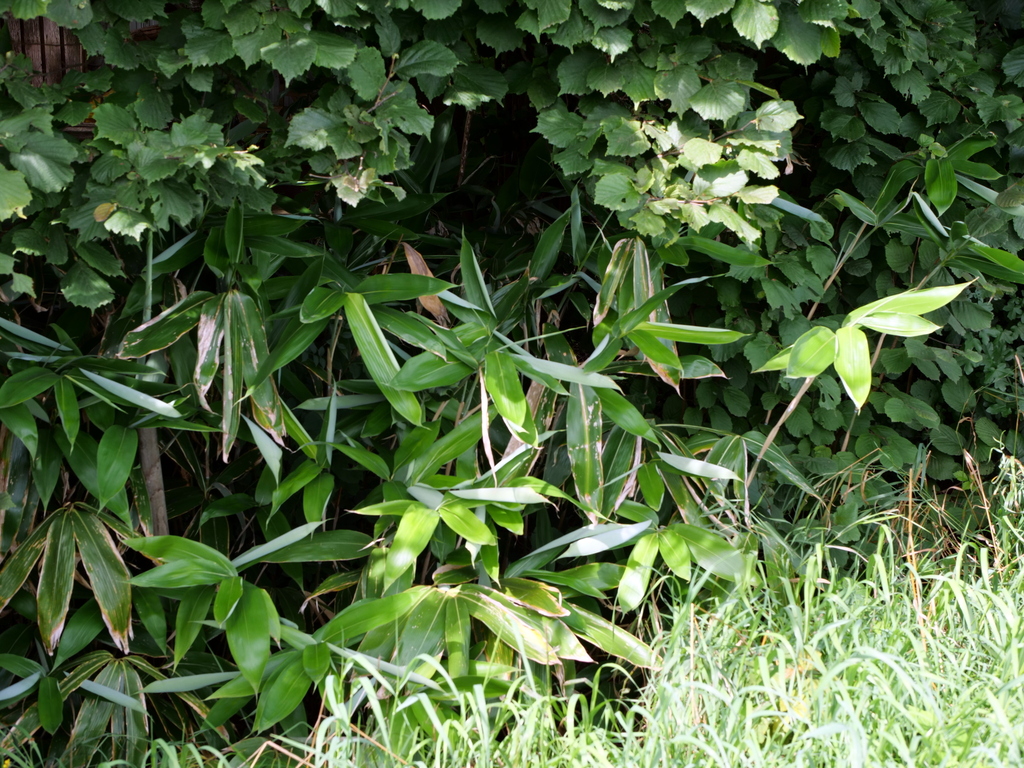 Sasa palmata, Broadleaf bamboo — spreading evergreen (Poaceae) (image 6 of 9)