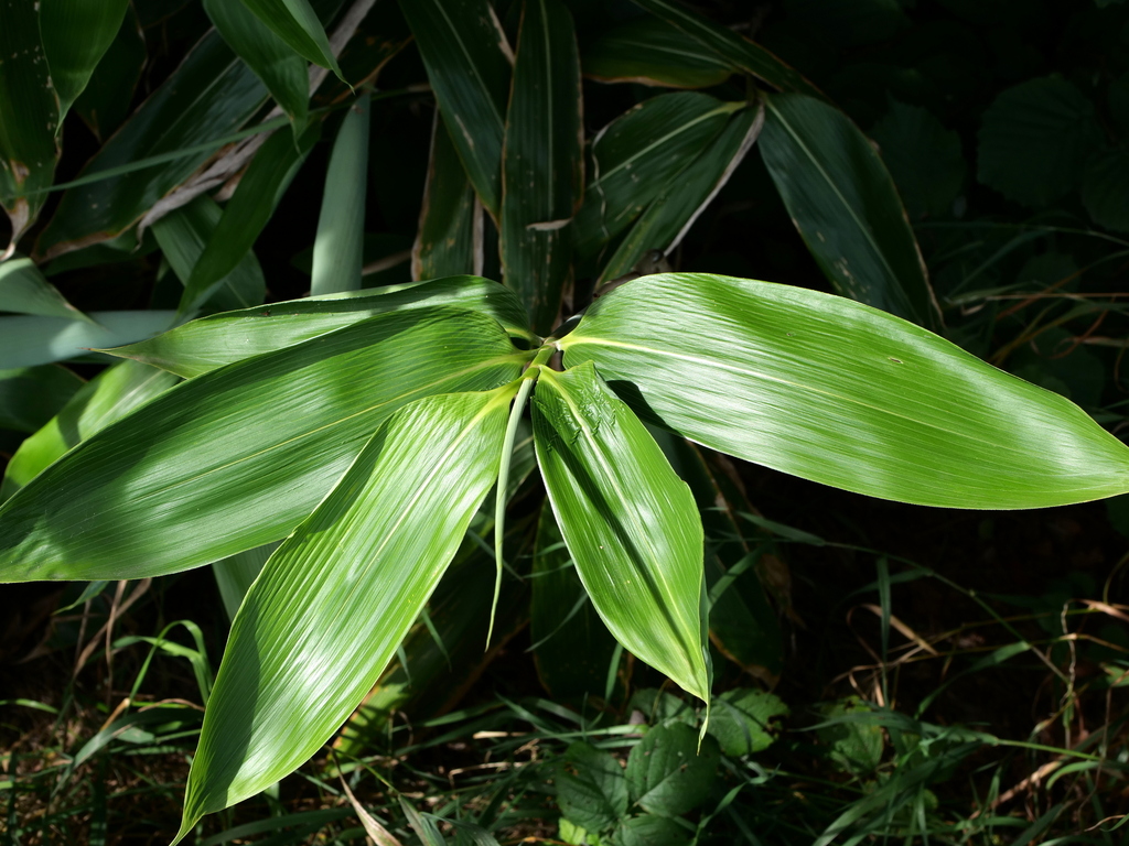 Sasa palmata, Broadleaf bamboo — spreading evergreen (Poaceae) (image 5 of 9)