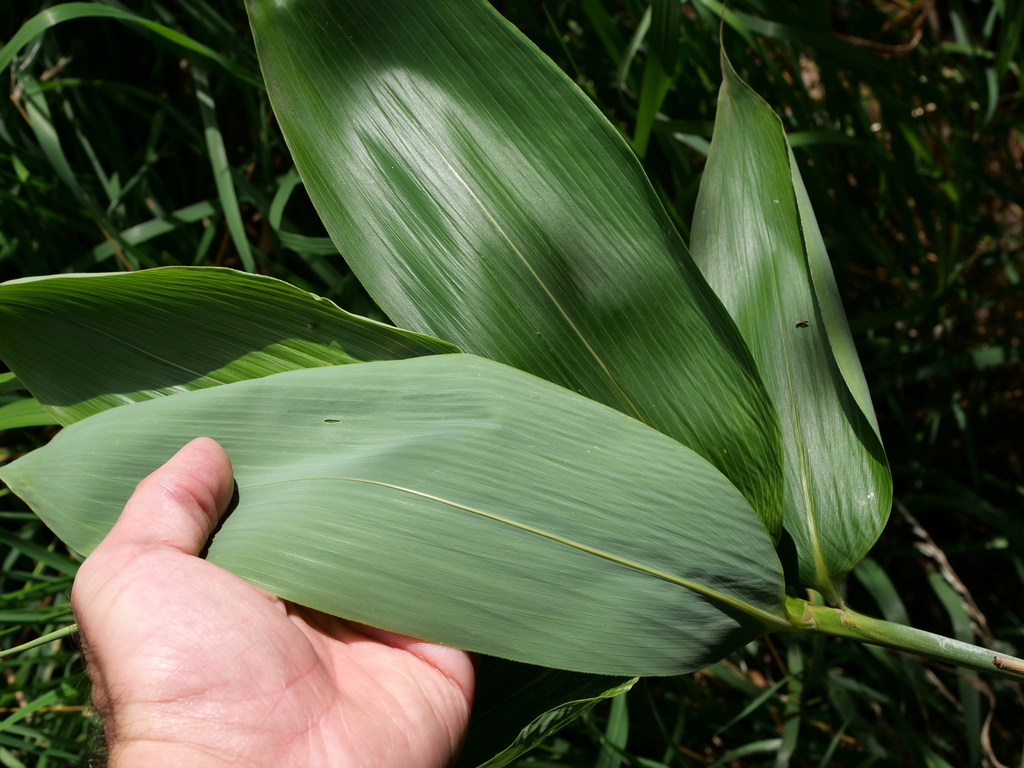 Sasa palmata, Broadleaf bamboo — spreading evergreen (Poaceae) (image 7 of 9)