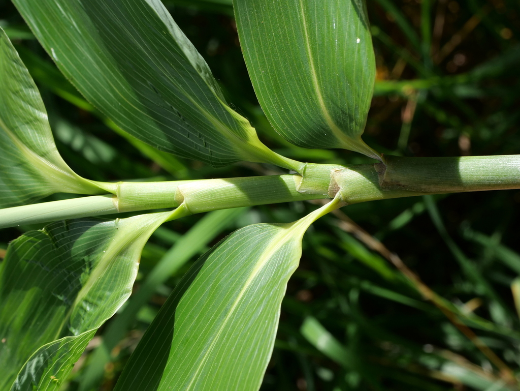 Sasa palmata, Broadleaf bamboo — spreading evergreen (Poaceae) (image 8 of 9)