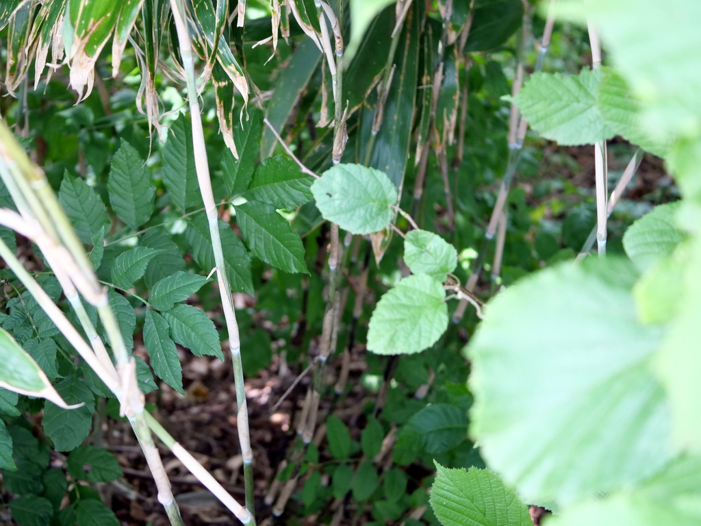 Sasa palmata, Broadleaf bamboo — spreading evergreen (Poaceae) (image 9 of 9)