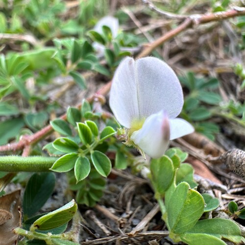 Tephrosia (Hoarypeas) (alternate view 4)