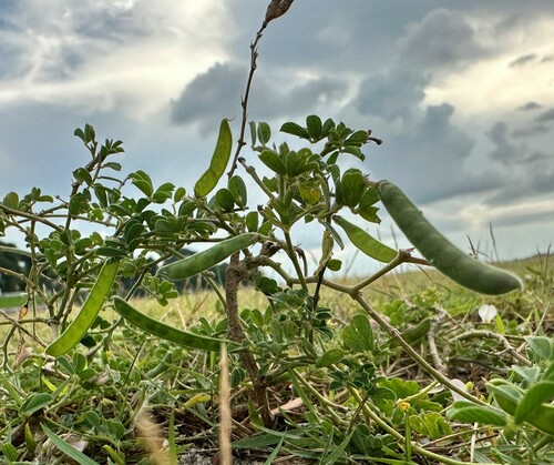 Tephrosia (Hoarypeas) (alternate view 6)