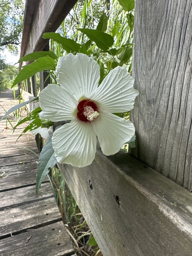 Hibiscus laevis (Halberd-leaf Rosemallow)