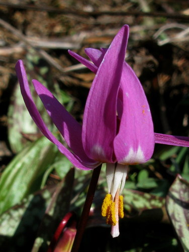 Erythronium (fawn lilies) (alternate view 4)