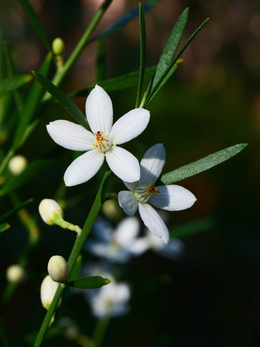 Eriostemon australasius (pink wax flower) (alternate view 2)