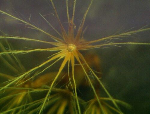 Leontodon saxatilis (Hairy Hawkbit)