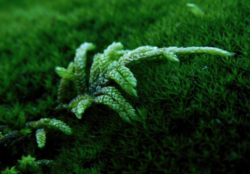 Entodon seductrix (seductive entodon moss) (alternate view 4)