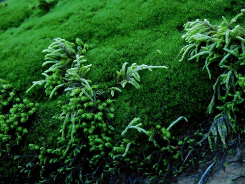Entodon seductrix (seductive entodon moss) (alternate view 5)