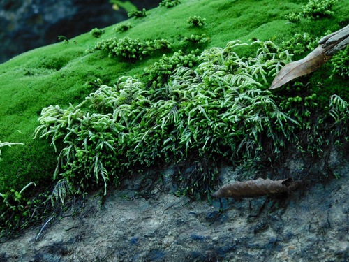 Entodon seductrix (seductive entodon moss) (alternate view 6)