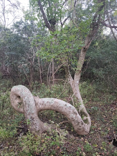 Acer negundo (Box Elder)