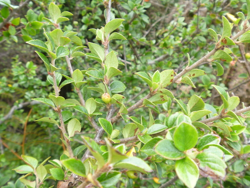 Cotoneaster simonsii (Himalayan cotoneaster)