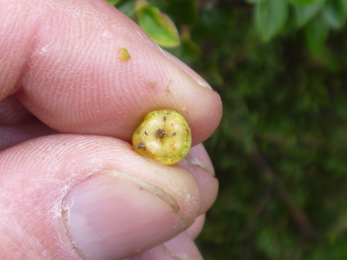 Cotoneaster simonsii (Himalayan cotoneaster)