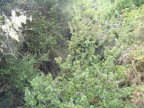 Cotoneaster simonsii (Himalayan cotoneaster)