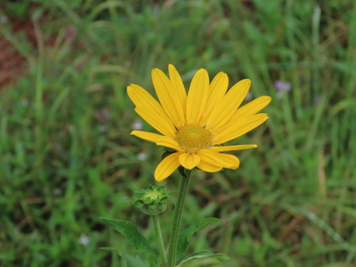 Heliopsis (Oxeyes) (alternate view 3)