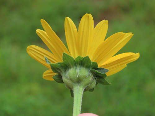 Heliopsis (Oxeyes) (alternate view 4)
