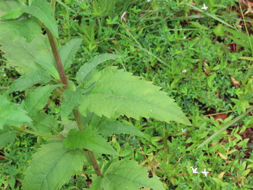 Heliopsis (Oxeyes) (alternate view 5)