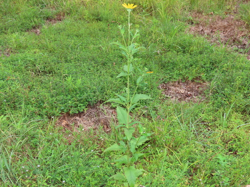 Heliopsis (Oxeyes) (alternate view 6)