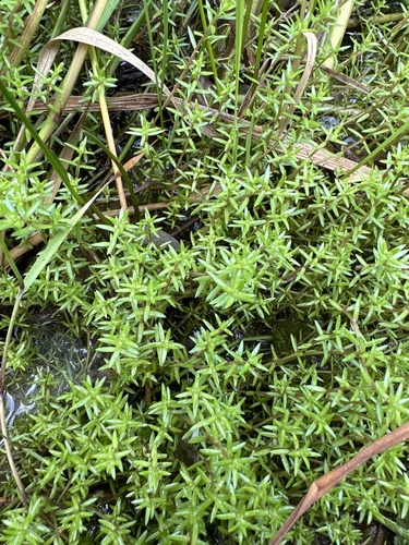 Crassula helmsii (New Zealand pygmyweed)