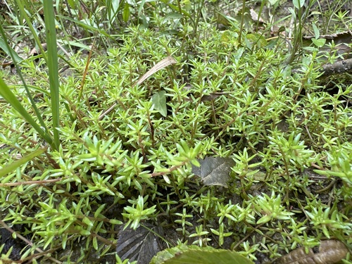 Crassula helmsii (New Zealand pygmyweed)