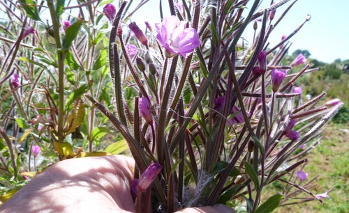 Epilobium hirsutum (Great Willowherb)