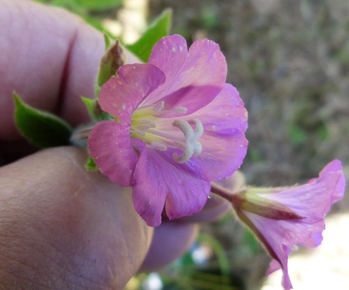 Epilobium hirsutum (Great Willowherb)