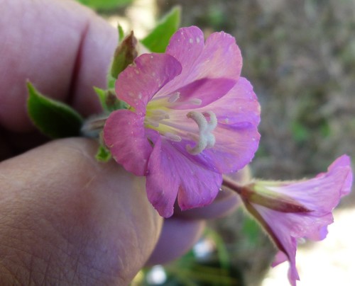 Epilobium hirsutum (Great Willowherb)