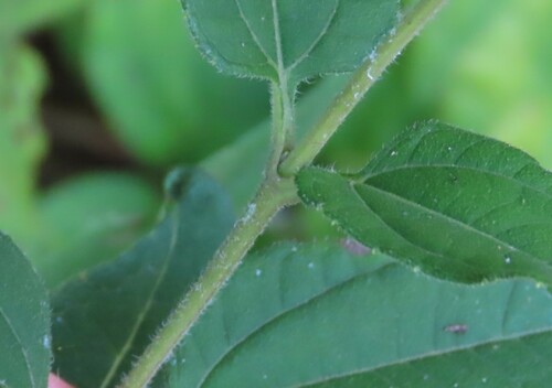 Helianthus hirsutus (stiff-hair sunflower) (alternate view 3)