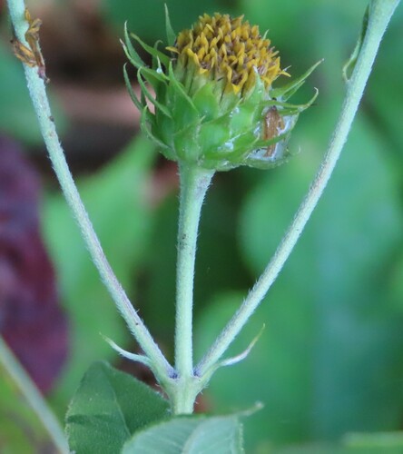 Helianthus hirsutus (stiff-hair sunflower) (alternate view 2)