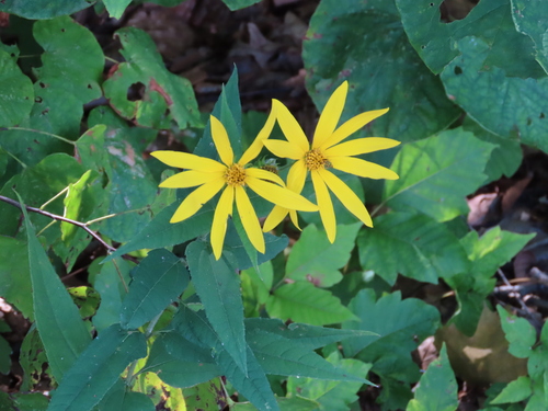 Helianthus hirsutus (stiff-hair sunflower)