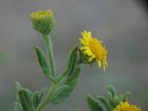 Pulicaria dysenterica (Common Fleabane)