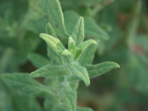 Pulicaria dysenterica (Common Fleabane)