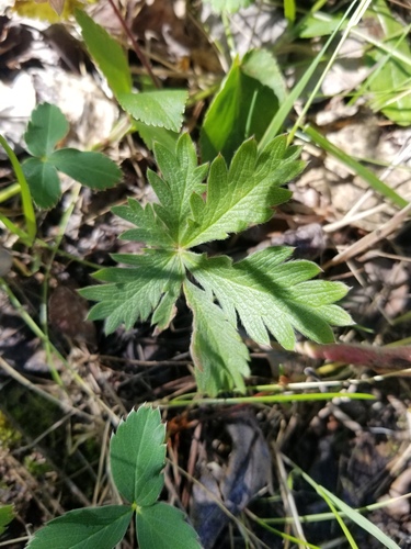 Potentilla gracilis (Slender Cinquefoil) (alternate view 5)